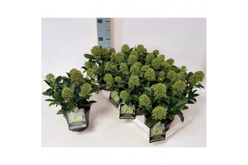 Skimmia japonica fragrant cloud Skimmia jap. Fragrant Cloud P138 bl. 