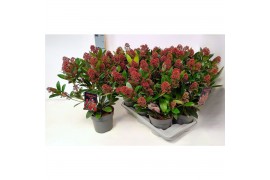 Skimmia japonica rubella Skimmia jap. Rubella P1715 bl.