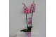 Phalaenopsis Wonder Pink 2 tak18 bl. 2 tak/plnt 