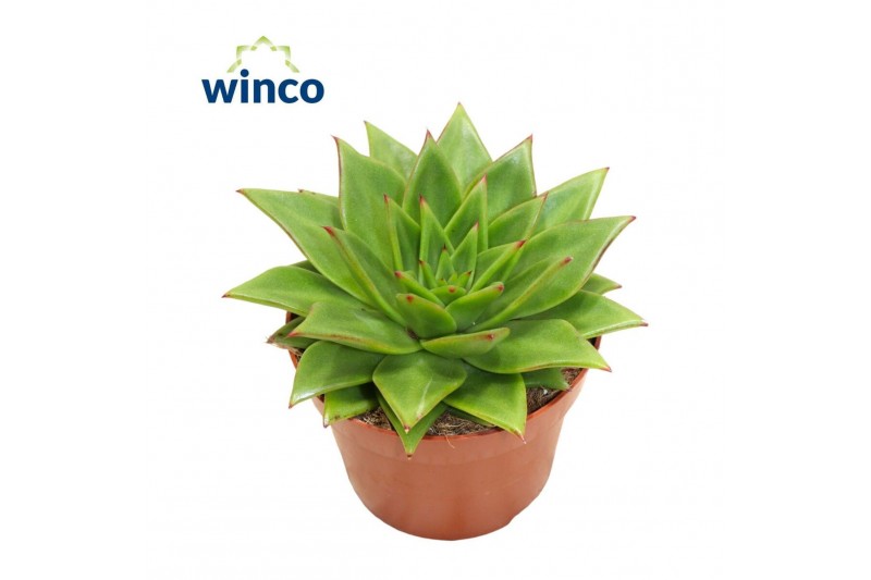 Echeveria Echeveria Lipstick1 bl. 