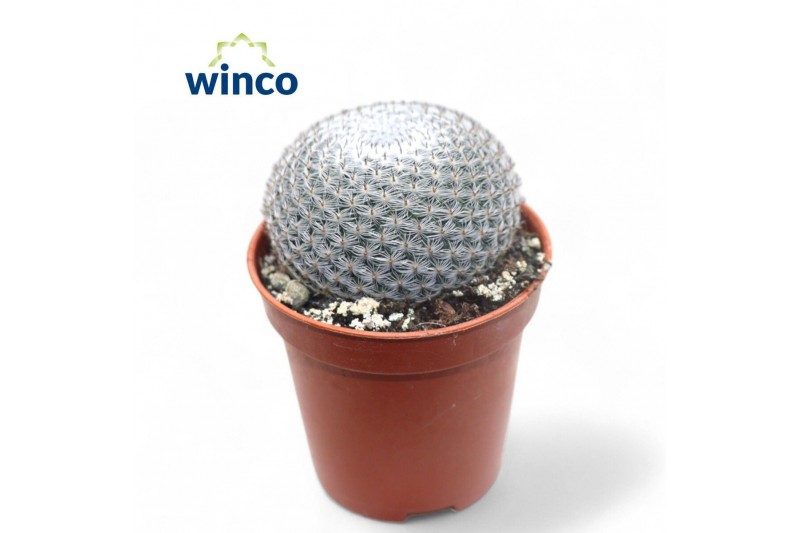 Mammillaria Mammillaria Microthele Superfina 