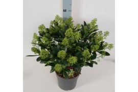 Skimmia japonica finchy Skimmia jap. Finchy P2225 bl.