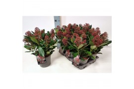 Skimmia japonica rubella Skimmia jap. Rubella P1510 bl.