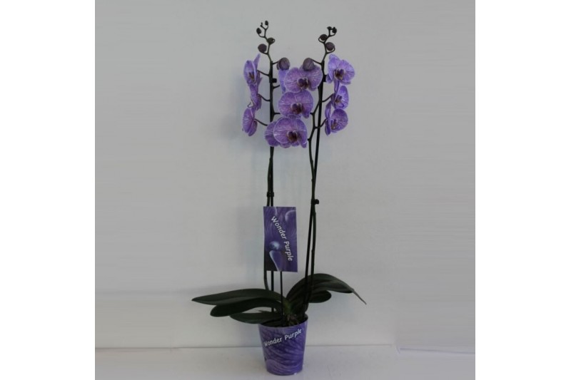 Phalaenopsis Wonder Purple 2 tak18 bl. 2 tak/plnt 