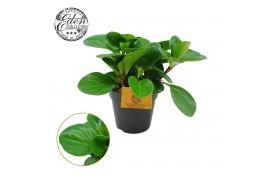 Peperomia obtusifolia green gold Peperomia Obtusifolia Groen 12cm