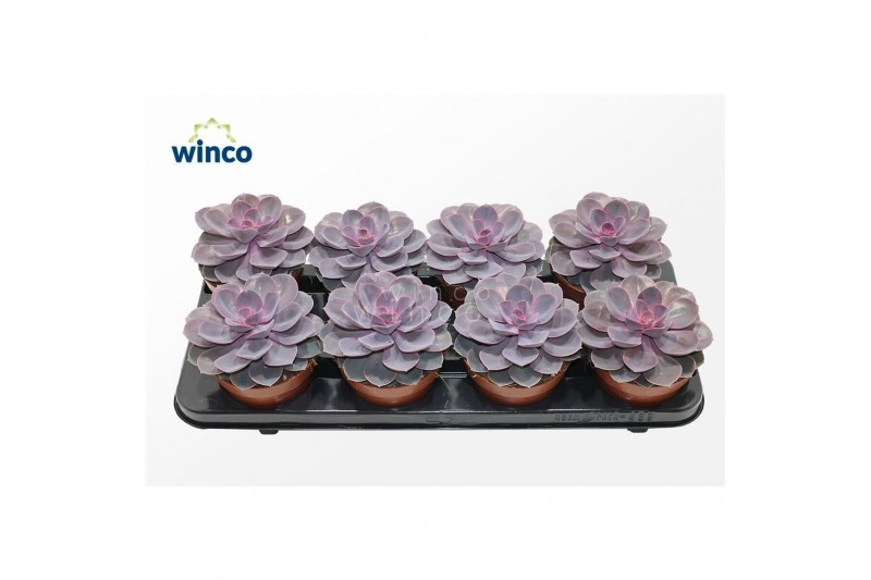Echeveria Echeveria Purple Pearloverige bl. 