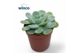 Echeveria Echeveria Zonnestraaloverige bl.