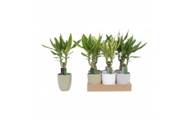 Dracaena fragr. mix 3 soorten In Mix Ceramic