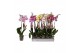 Phalaenopsis mix Phalaenopsis 7 color mix, 2-spike 18+18 bl. 2 tak/pln 