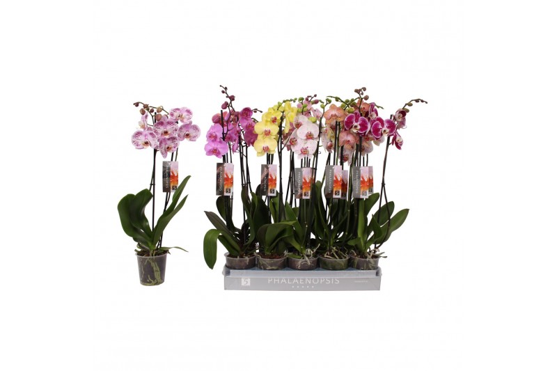 Phalaenopsis mix Phalaenopsis 7 color mix, 2-spike 18+18 bl. 2 tak/pln 