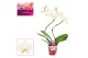 Phalaenopsis wit Phalaenopsis hurricane wit (Scenza)14 bl. 2 tak/plnt 