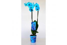 Phalaenopsis wonder light blue Wonder Light Blue 2 takbl.  tak/plnt