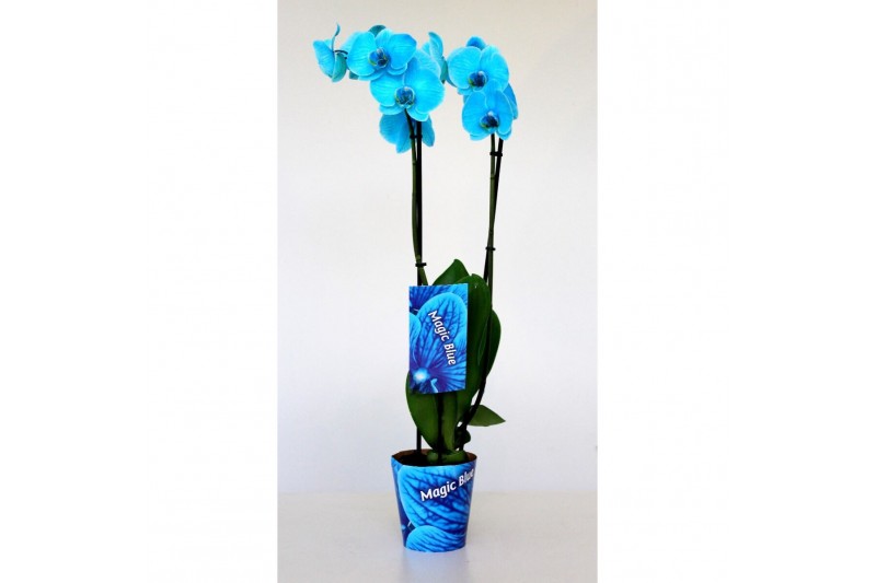 Phalaenopsis wonder light blue Wonder Light Blue 2 takbl.  tak/plnt 