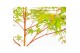 Acer palmatum sangokaku Acer palm. Sangokaku 