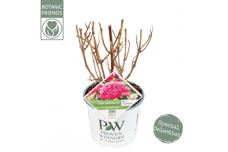 Hydrangea arborescens annabelle Hydrangea arbo. Pink Annabelle® 