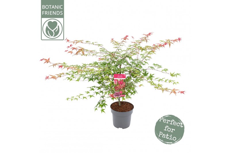 Acer palmatum beni-maiko Acer palm. Beni-maiko 