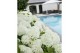 Hydrangea arborescens incrediball Hydrangea arbo. Strong Annabelle® 