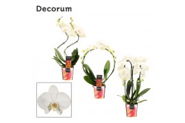 Phalaenopsis anthura madrid Phalaenopsis vormen mix 2 tak wit (Decorum