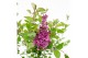 Syringa Syringa Bloomerang Dark Purple ®1 tak/plnt 