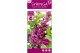 Syringa Syringa Bloomerang Dark Purple ®1 tak/plnt 