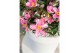 Camellia japonica Camellia sas. Strawberry Swirl Premium25 bl. 