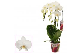 Phalaenopsis wit Phalaenopsis triple cascade wit (Scenza)18 bl. 3 tak/