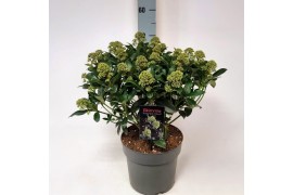 Skimmia japonica fragrant cloud Skimmia jap. Fragrant Cloud P2220 bl.