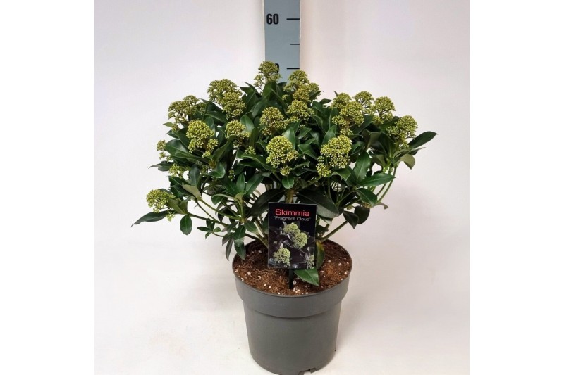 Skimmia japonica fragrant cloud Skimmia jap. Fragrant Cloud P2220 bl. 