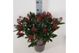 Skimmia japonica rubella Skimmia jap. Rubella P2225 bl.