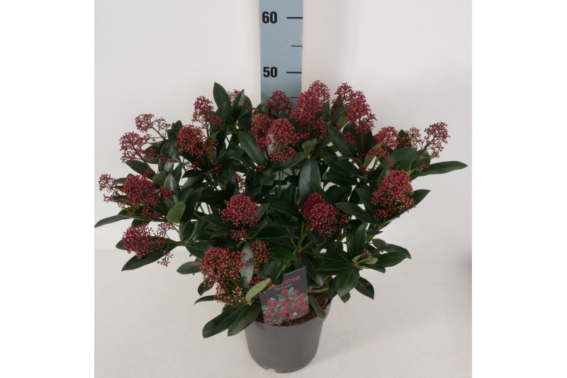 Skimmia japonica rubella Skimmia jap. Rubella P2225 bl. 
