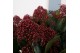 Skimmia japonica rubella Skimmia jap. Rubella P2225 bl. 