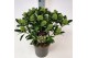 Skimmia japonica white globe Skimmia jap. White Globe P1915 bl. 
