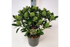 Skimmia japonica white globe Skimmia jap. White Globe P1915 bl.