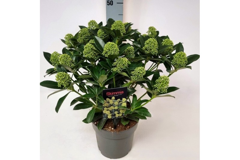 Skimmia japonica white globe Skimmia jap. White Globe P1915 bl. 