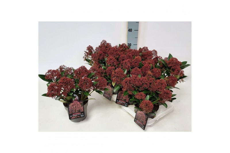Skimmia japonica rubesta cuba Skimmia jap. Rubesta P136 bl. 