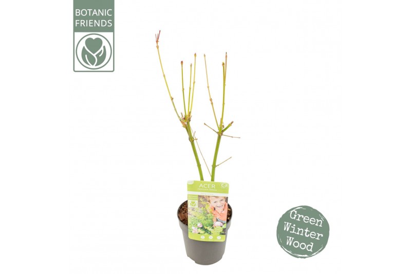 Acer palmatum Acer palm. Going Green®1 pp 