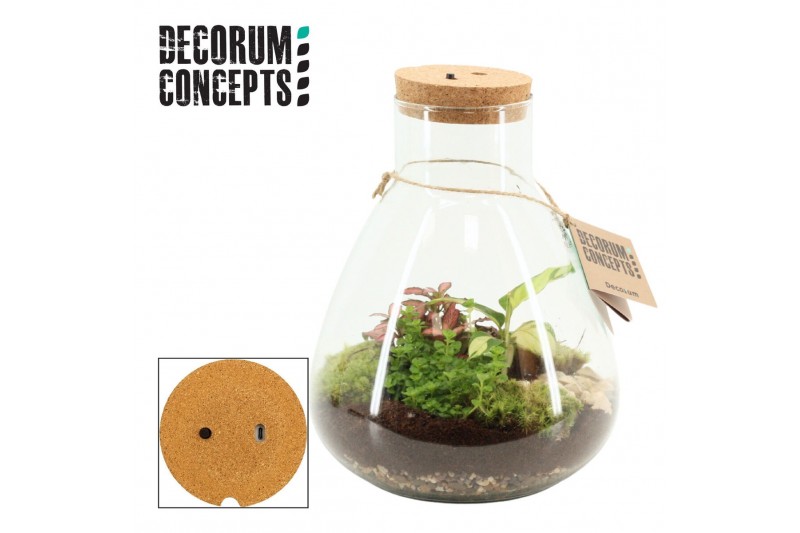 Arrangementen kamerplanten Terrarium Erlenmeyer large met oplaadbare l 