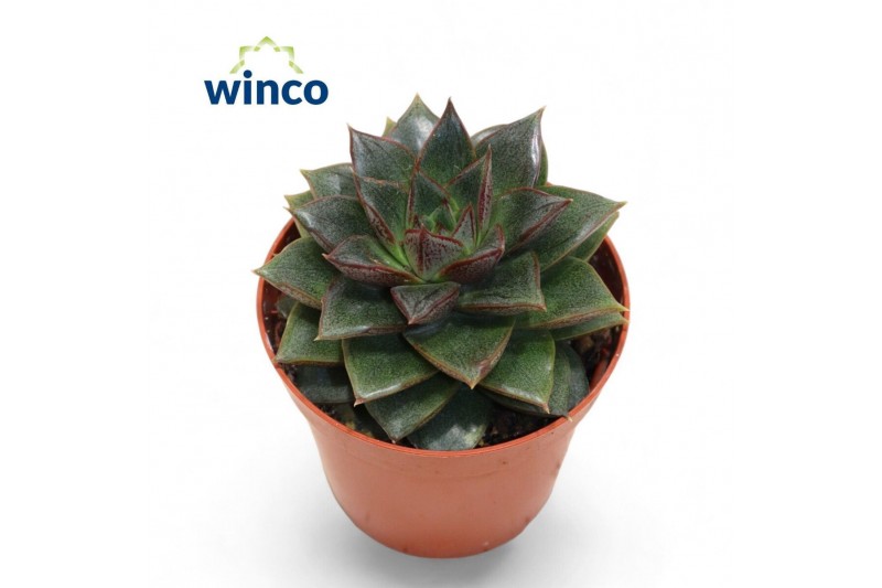 Echeveria Echeveria Purpurea1 bl. 