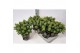 Skimmia japonica white dwarf Skimmia jap. White Dwarf20 bl. 