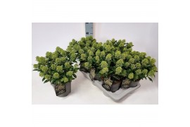 Skimmia japonica white dwarf Skimmia jap. White Dwarf20 bl.