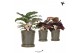 Calathea mix Kolibri Greens Calathea mix in Flower pot green1 pp 