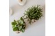Rhipsalis mix Kolibri Greens Rhipsalis mix in Bali pot mix1 pp 