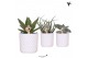 Succulenten mix Kolibri Greens Succulenten mix in Diamond pot white1 p 