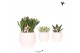 Succulenten mix Kolibri Greens Succulenten mix in Scandic pot white1 p 