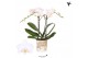 Phalaenopsis floriclone white affair Kolibri Orchids Phalaenopsis Icel 