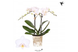 Phalaenopsis floriclone white affair Kolibri Orchids Phalaenopsis Icel