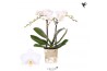 Phalaenopsis floriclone white affair Kolibri Orchids Phalaenopsis Icel