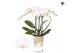 Phalaenopsis floriclone white affair Kolibri Orchids Phalaenopsis Icel 