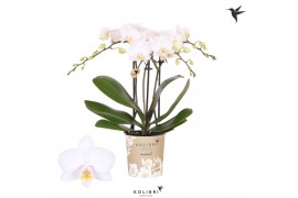 Phalaenopsis floriclone white affair Kolibri Orchids Phalaenopsis Icel