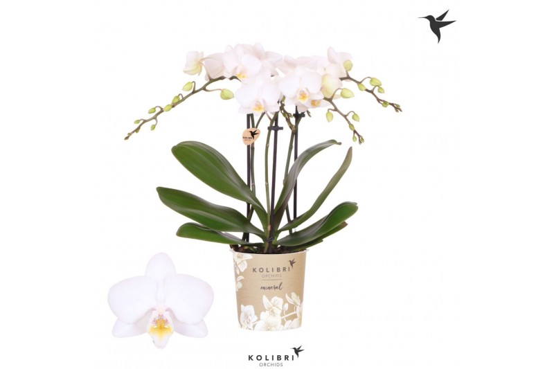 Phalaenopsis floriclone white affair Kolibri Orchids Phalaenopsis Icel 